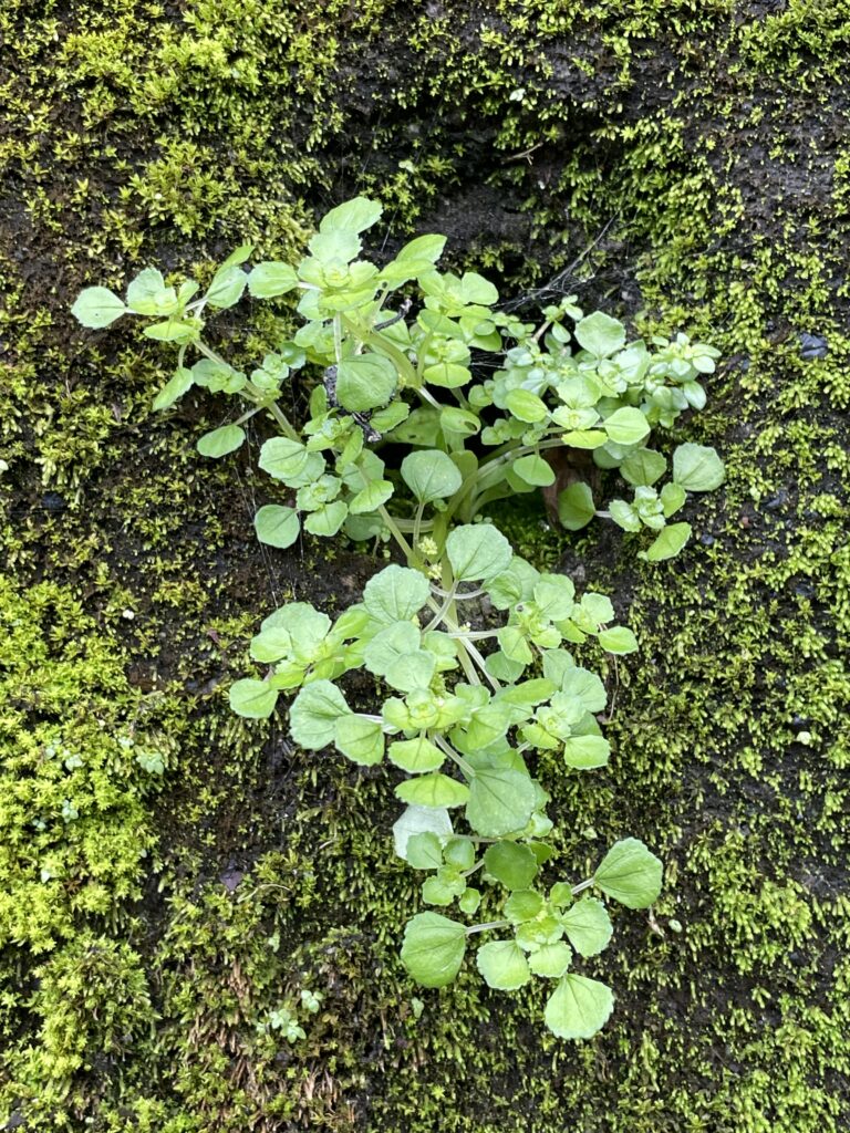 石碇烏塗溪旁小道上水泥牆上出水口管口處生長的小植物