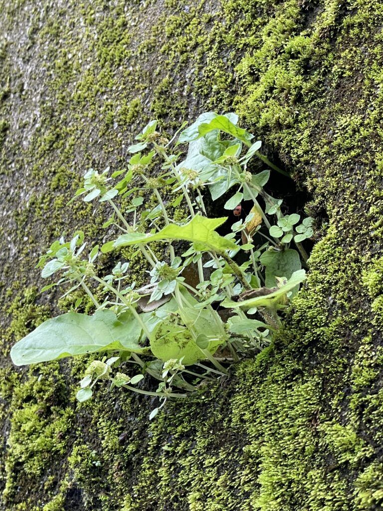 石碇小道上水泥牆上出水口管口處生長的小植物12