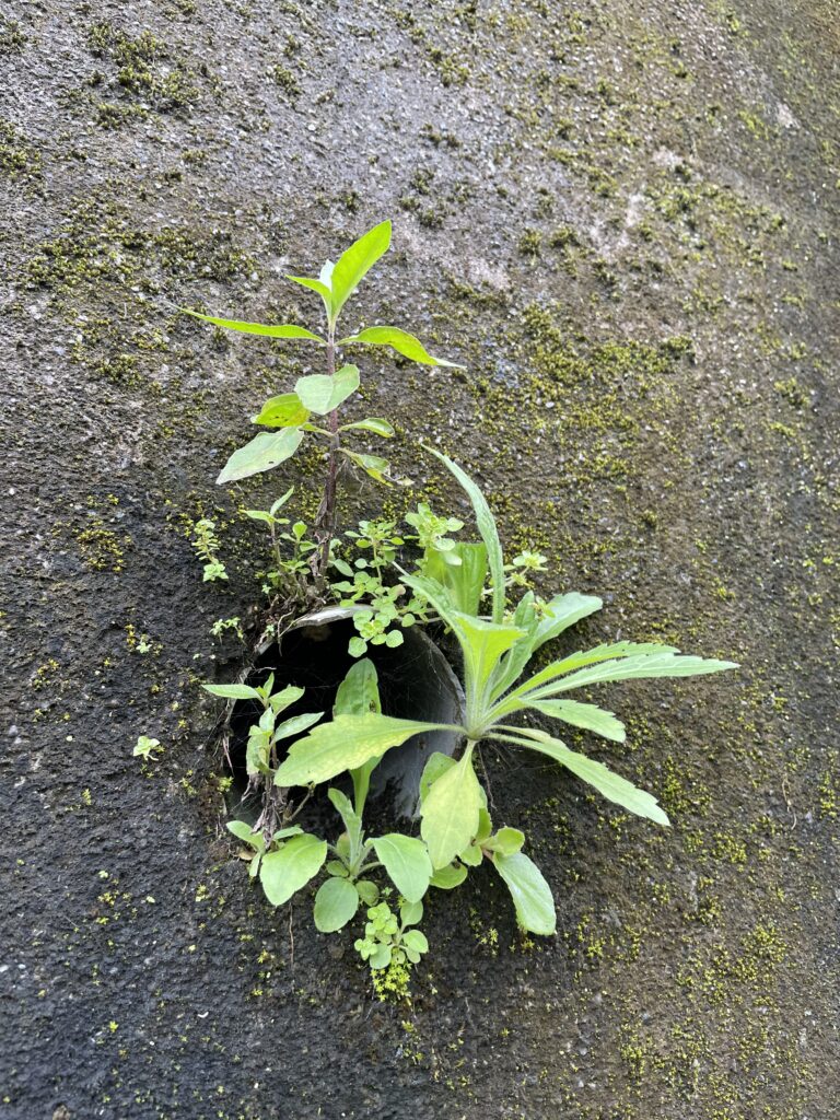 石碇小道上水泥牆上出水口管口處生長的小植物11