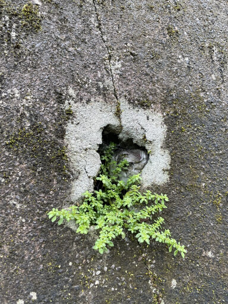 石碇小道上水泥牆上出水口管口處生長的小植物10