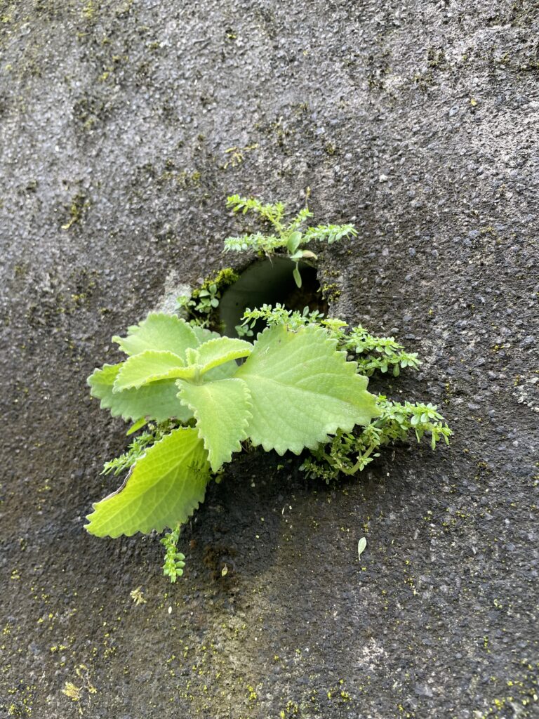 石碇小道上水泥牆上出水口管口處生長的小植物9