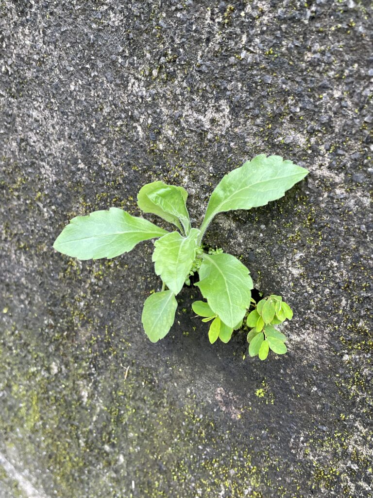 石碇小道上水泥牆上出水口管口處生長的小植物8