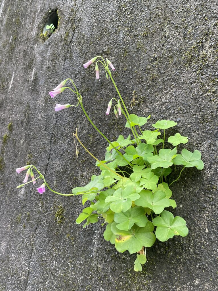 石碇小道上水泥牆上出水口管口處生長的小植物6