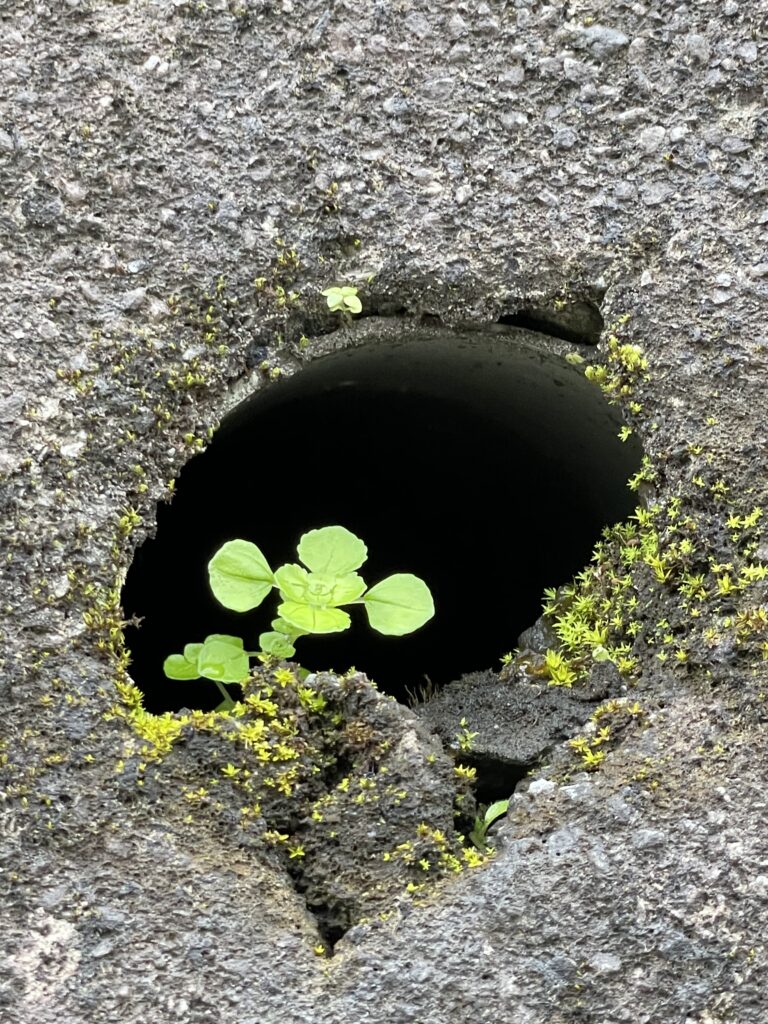 石碇小道上水泥牆上出水口管口處生長的小植物7