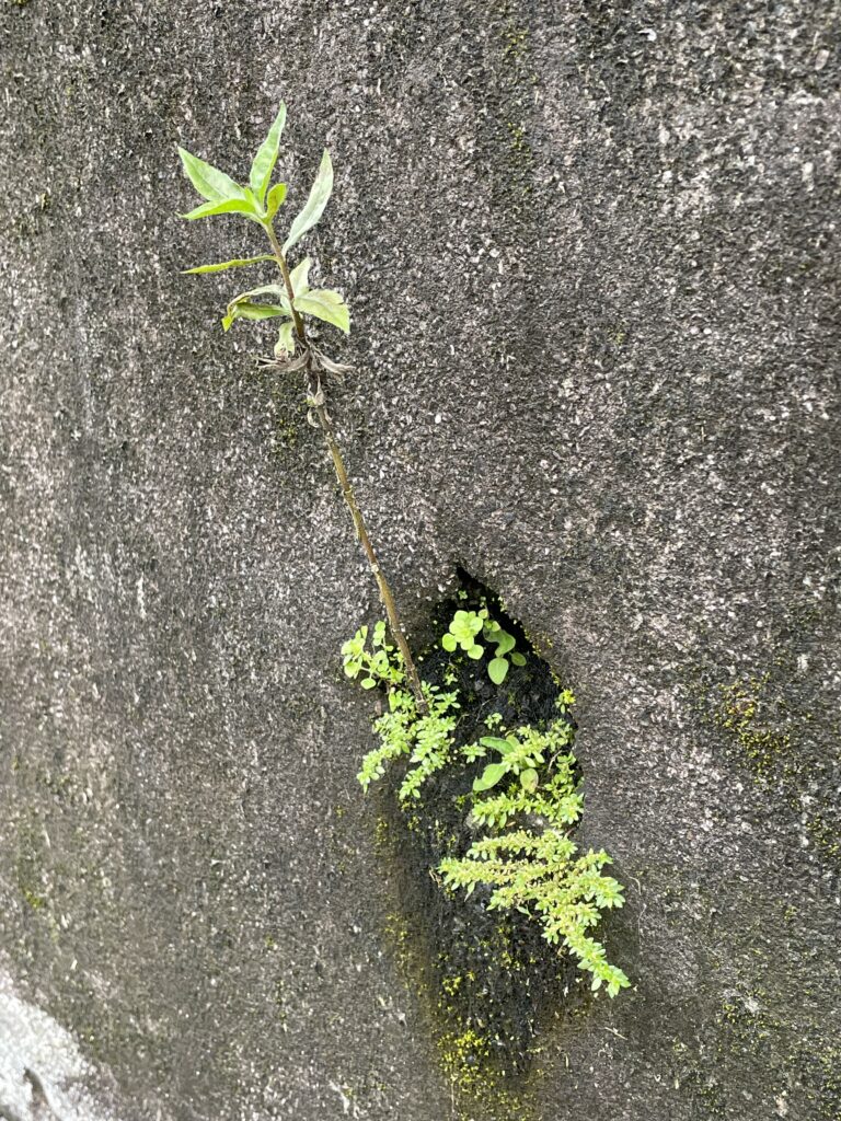 石碇小道上水泥牆上出水口管口處生長的小植物5