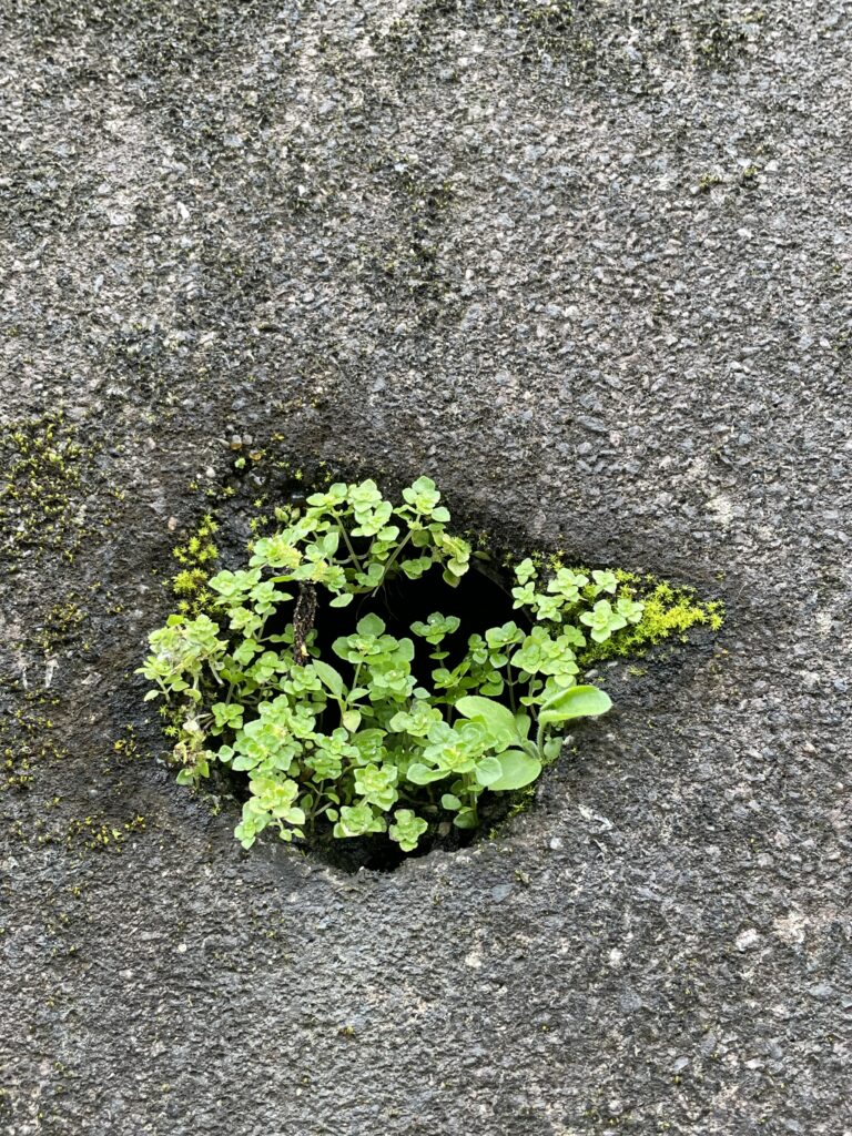 石碇小道上水泥牆上出水口管口處生長的小植物4