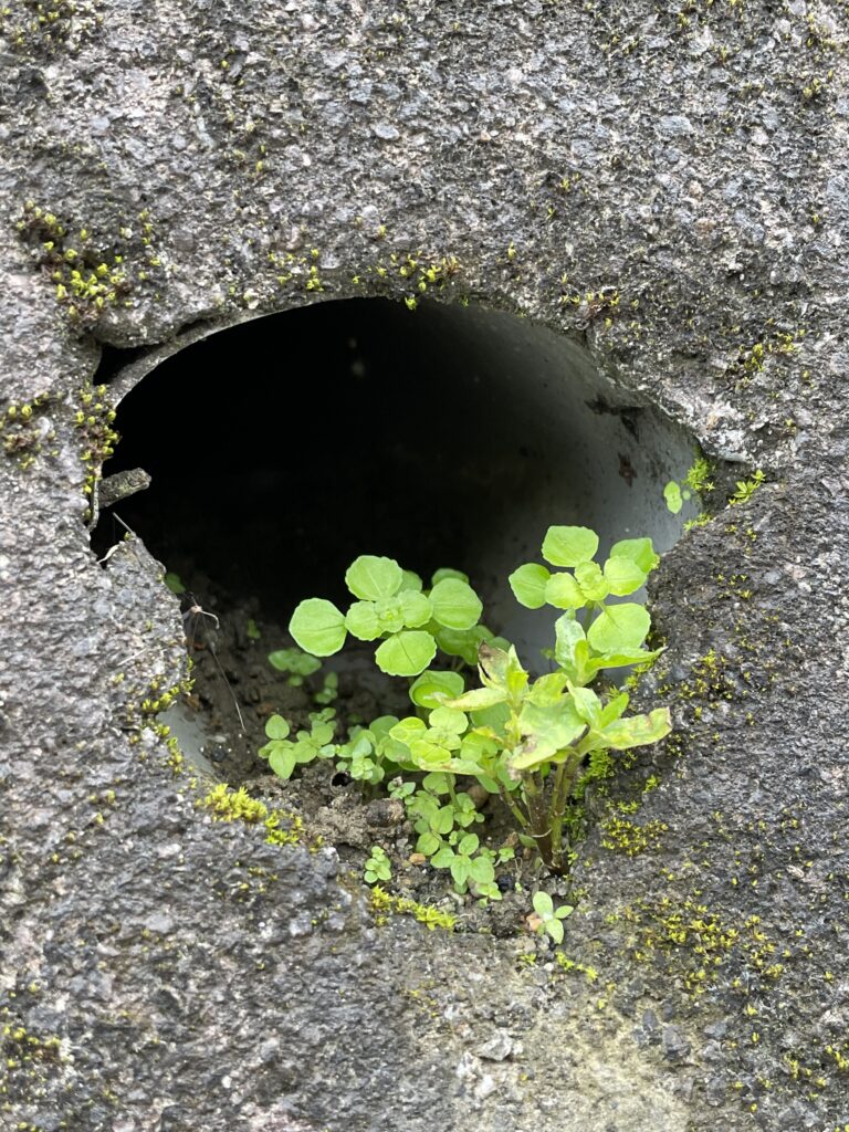 石碇小道上水泥牆上出水口管口處生長的小植物3