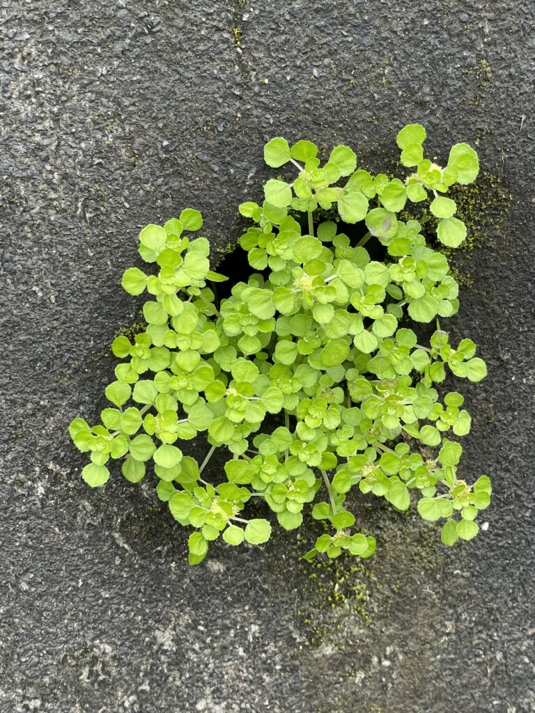 石碇小道上水泥牆上出水口管口處生長的小植物2