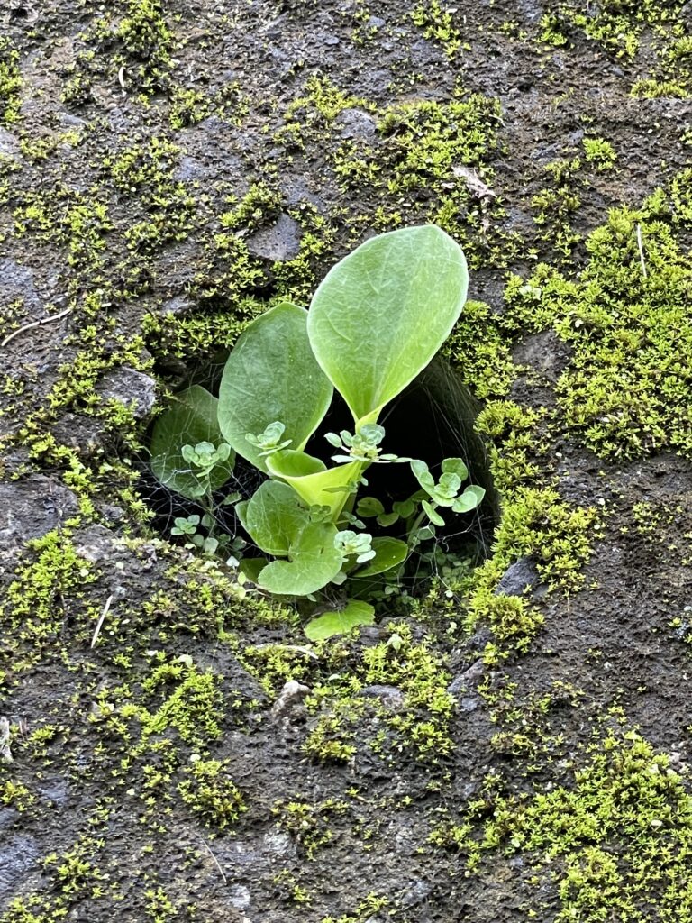 石碇小道上水泥牆上出水口管口處生長的小植物1