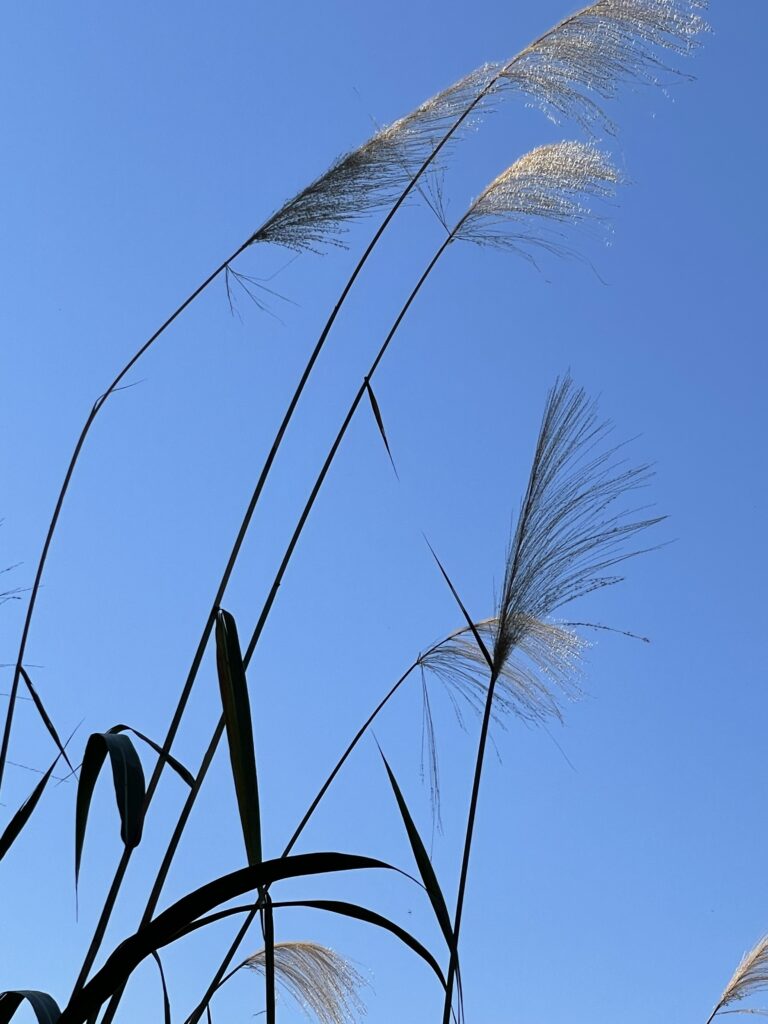 藍天中的挺立芒草