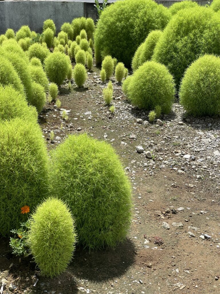 沙石土地上長出的一團團植物 ─ 植物植物（有機體）與不同環境適應協調的，以成就生機。（Kazusa-Nakano, Japan）