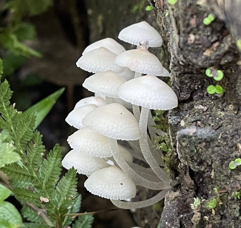 和植物的成長一般，「語彙」也會隨著經驗「與時俱進」2（竹縣橫山馬胎古道）