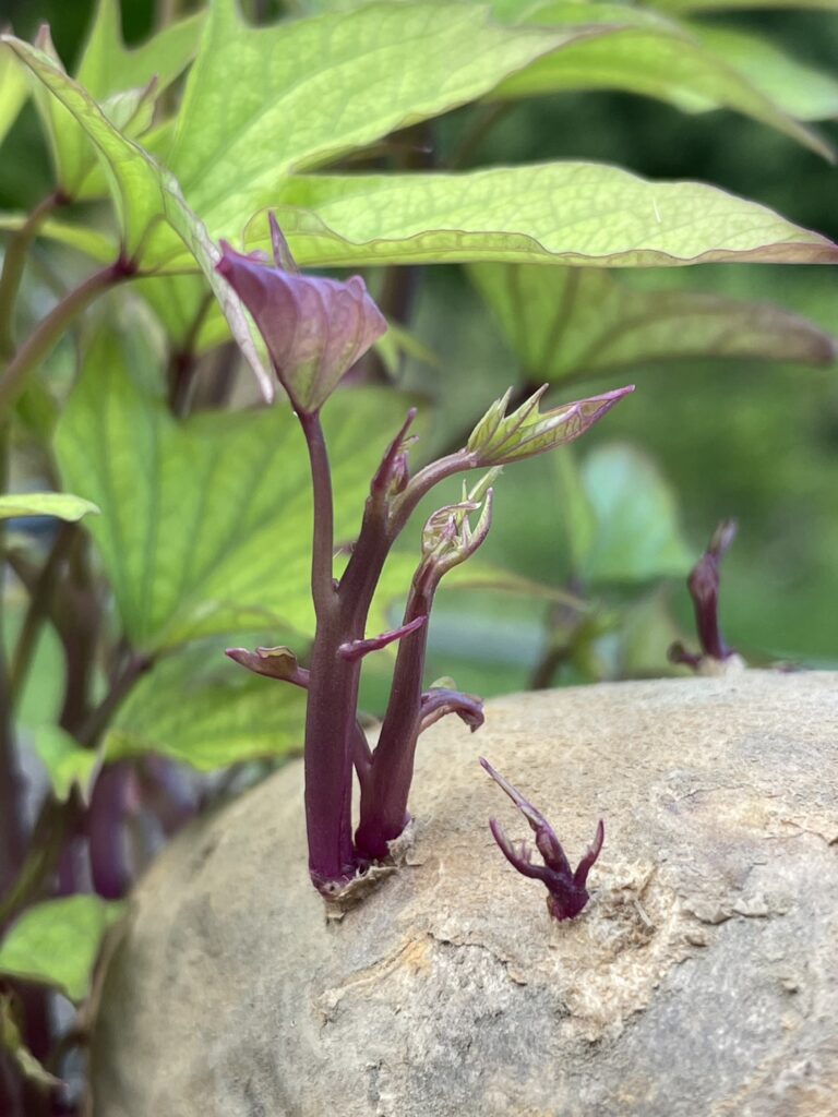 和植物的成長一般，「語彙」也會隨著經驗「與時俱進」3（竹縣橫山）