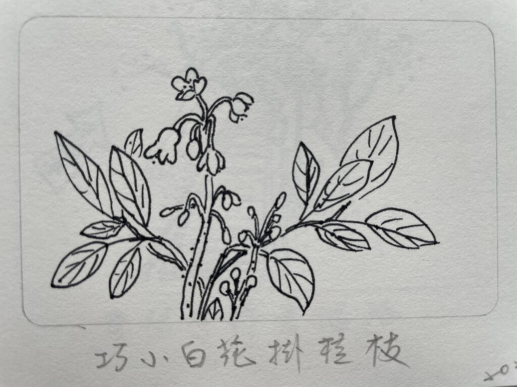 巧小白花掛桂枝