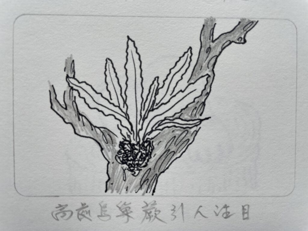 高處鳥巢蕨引人注目