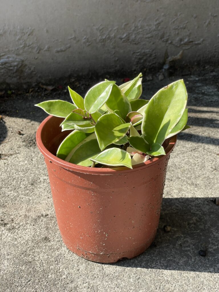 分盆栽植的球蘭，生氣盎然！