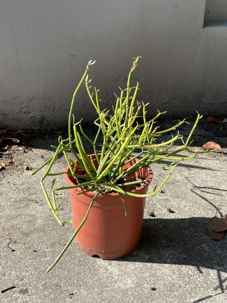 分盆栽植的綠珊瑚，活力十足！