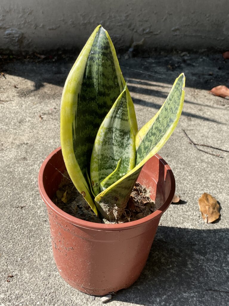 分盆栽植的虎尾蘭，光鮮亮麗！