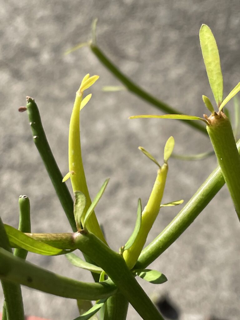 小巧的綠珊瑚小葉芽，一片片長出來。