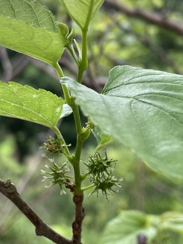 小小花兒結成果。