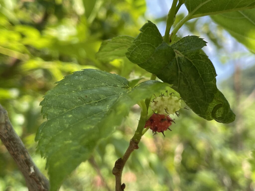 桑樹果子會慢慢轉紅成熟。