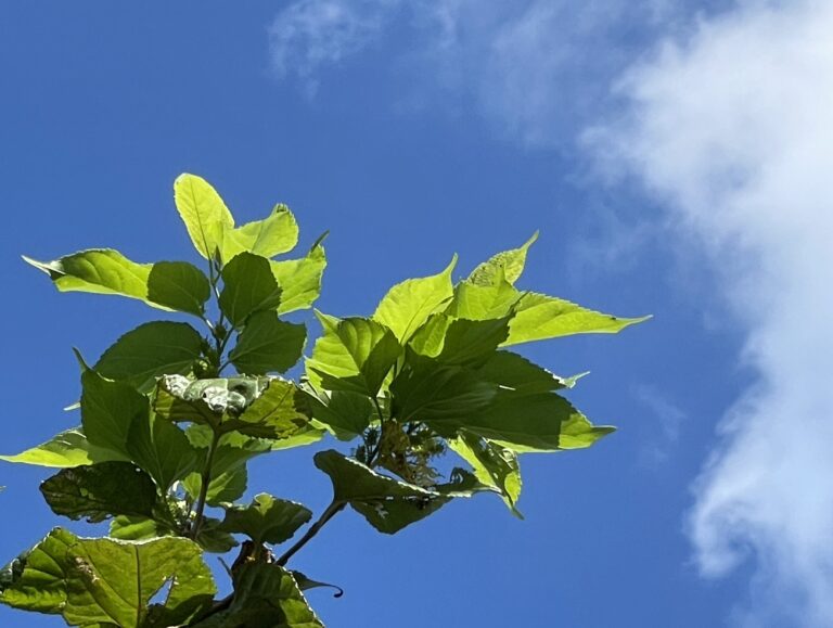 藍天白雲相襯，青綠桑樹更顯生氣。