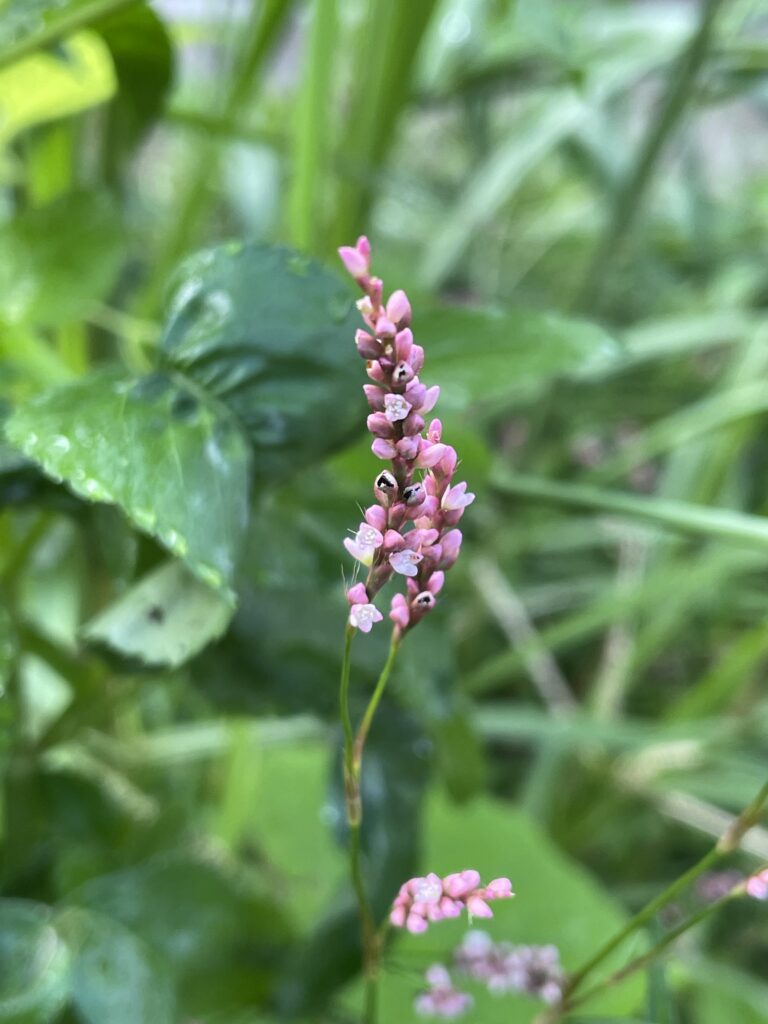 霞喀羅古道上 花容玉貌留影 1