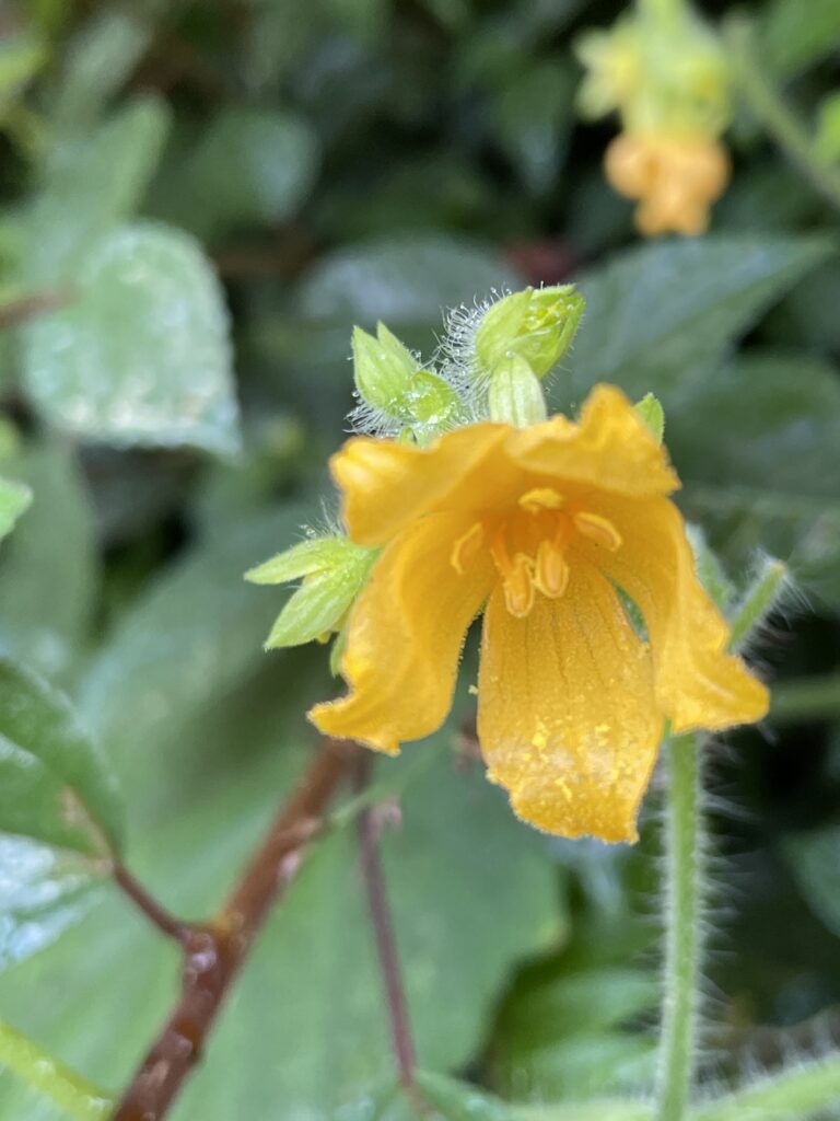 霞喀羅古道上 花容玉貌留影 2