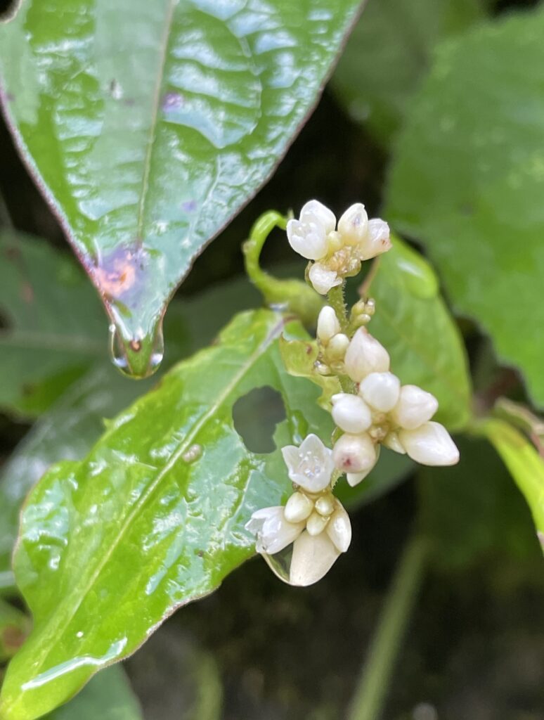 霞喀羅古道上 花容玉貌留影 7