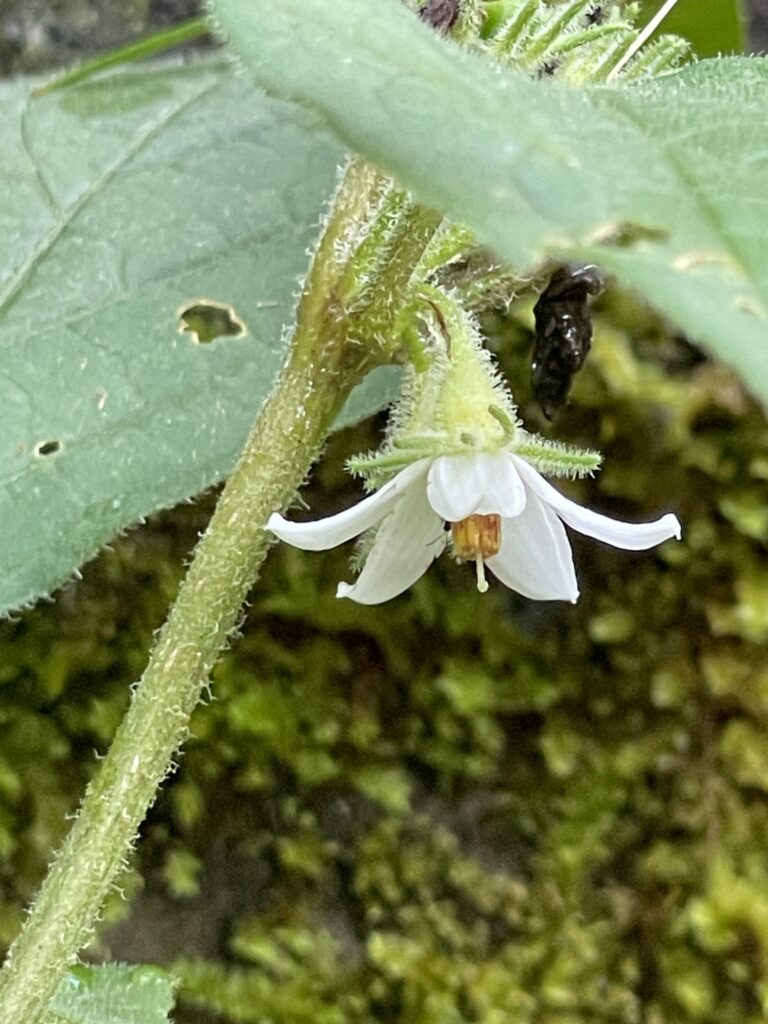 霞喀羅古道上 花容玉貌留影 5