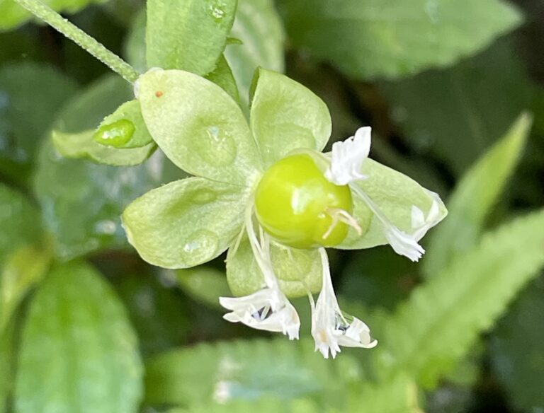 霞喀羅古道上 花容玉貌留影