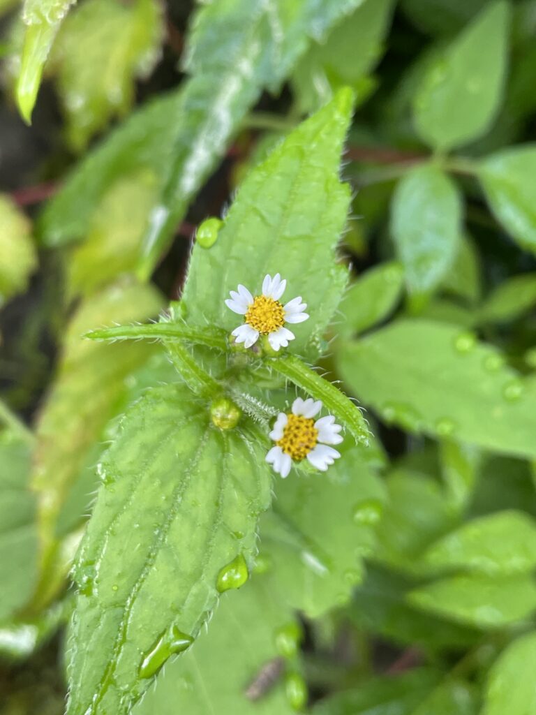 霞喀羅古道上 花容玉貌留影 6