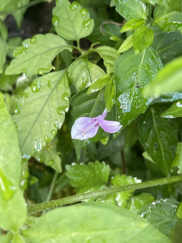 霞喀羅古道上 花容玉貌留影 16