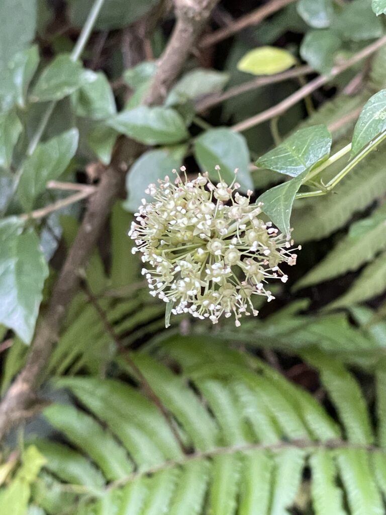 霞喀羅古道上 花容玉貌留影 15