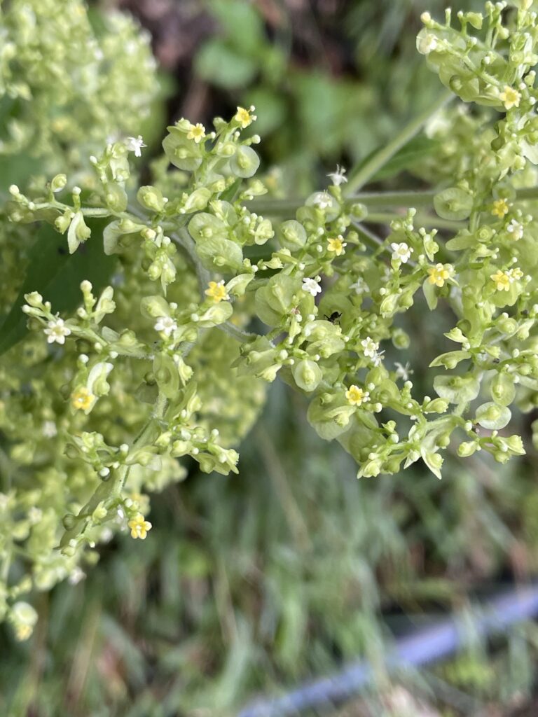 霞喀羅古道上 花容玉貌留影 8