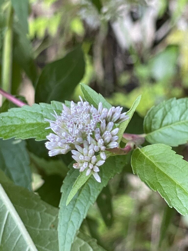 霞喀羅古道上 花容玉貌留影 9