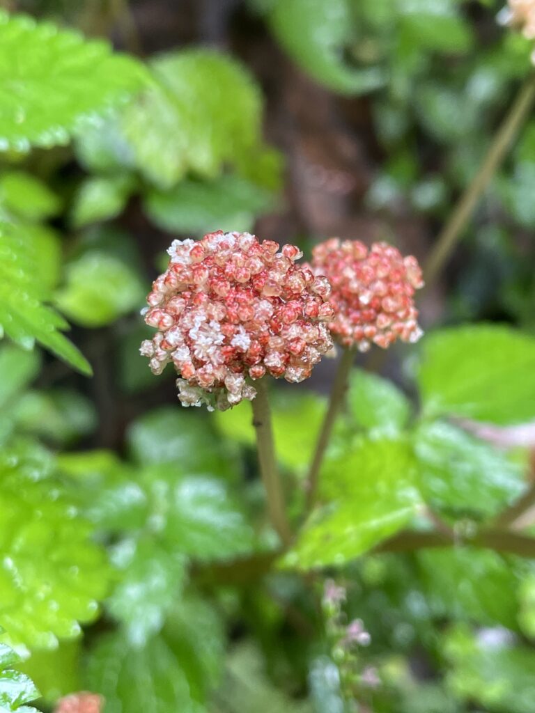 霞喀羅古道上 花容玉貌留影 10