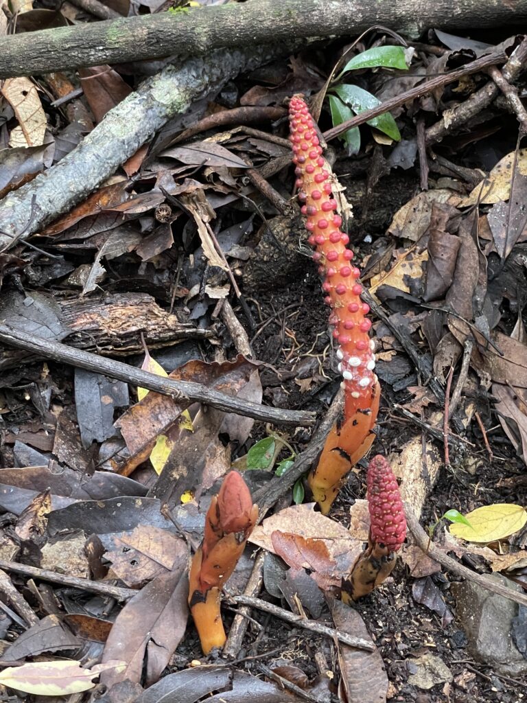 霞喀羅古道上 花容玉貌留影 4