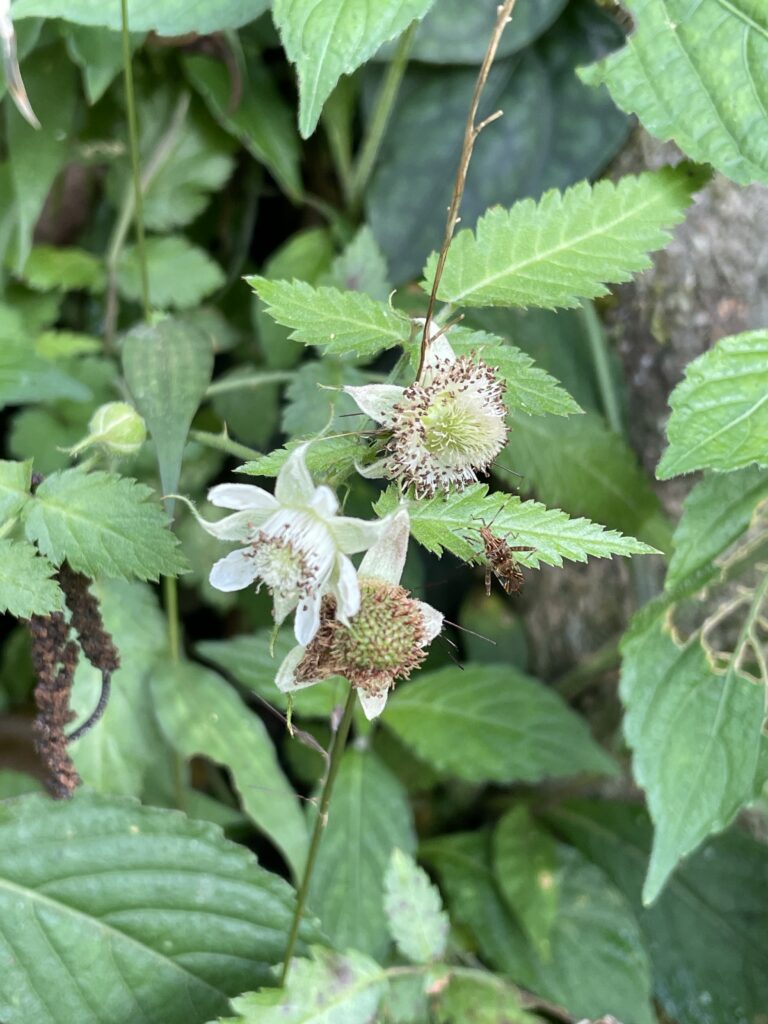 霞喀羅古道上 花容玉貌留影 11