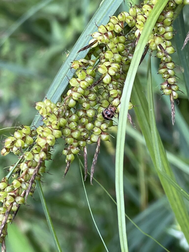 霞喀羅古道上 花容玉貌留影 12