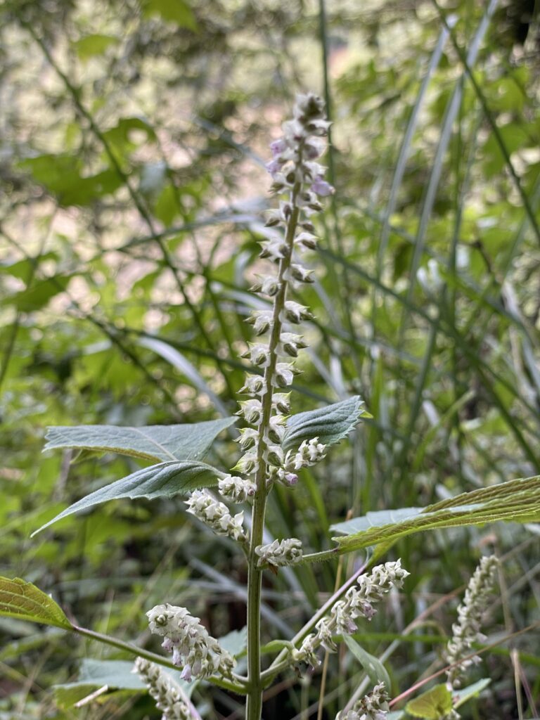 霞喀羅古道上 花容玉貌留影 13