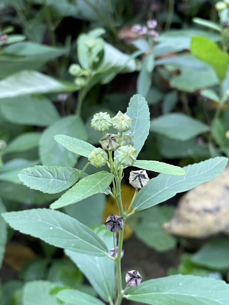 霞喀羅古道上 花容玉貌留影 14