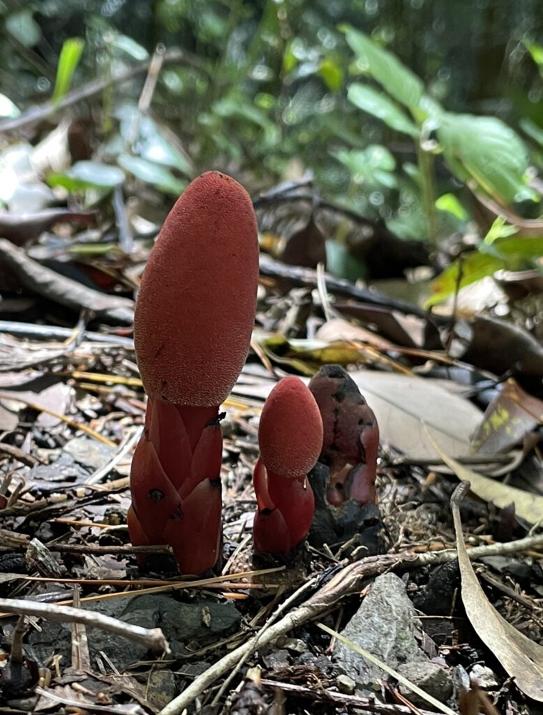 霞喀羅古道上 花容玉貌留影 3