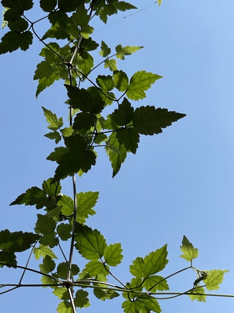 藍天下的葉子～認識與探究美的感受與知覺，屬於美學的範疇。