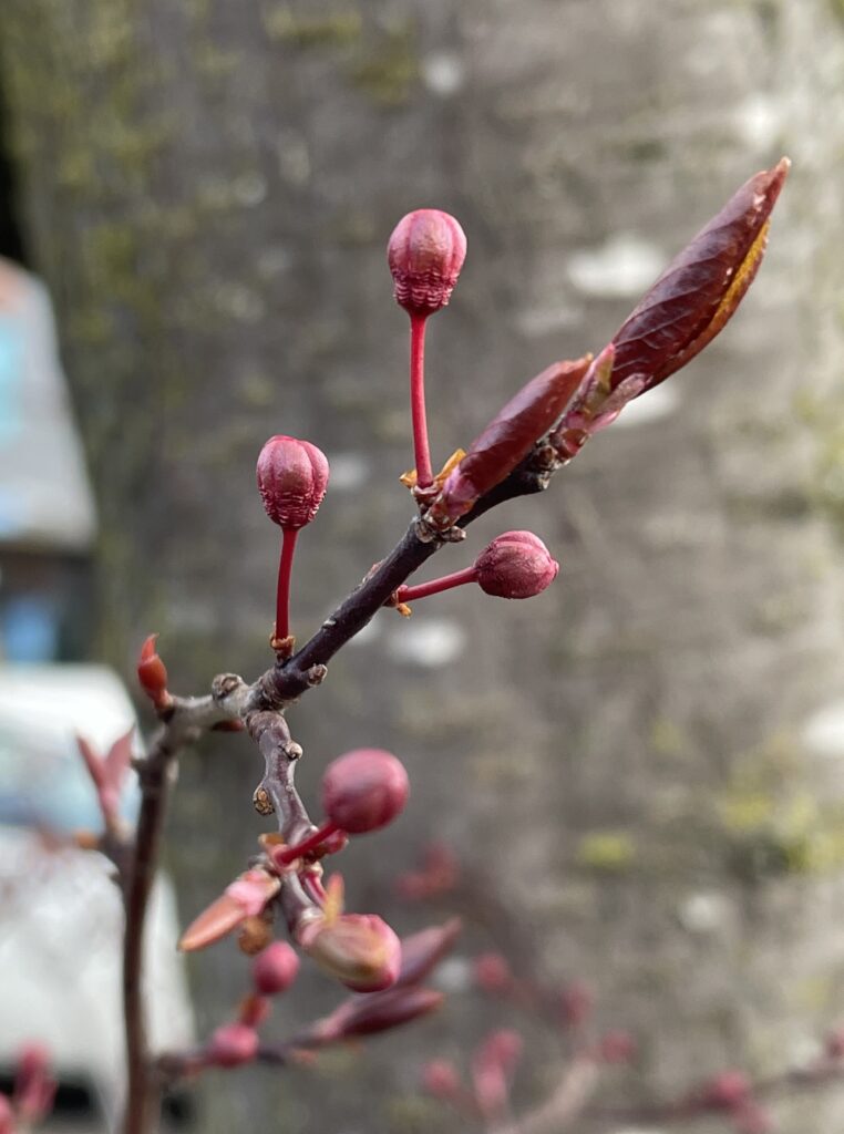 西雅圖的春天色彩9