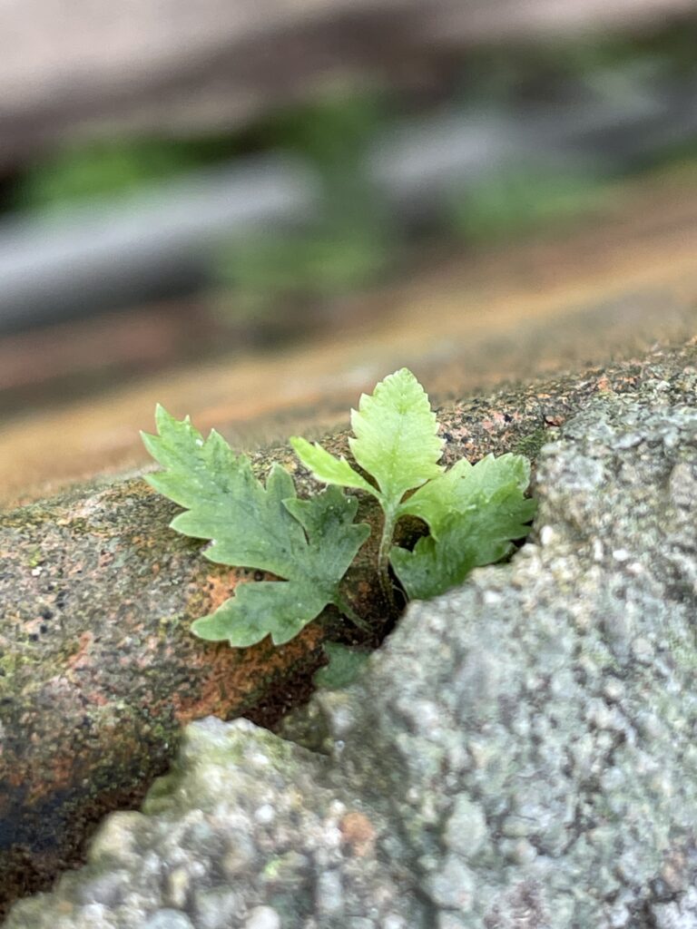 後現代帶著批判，質疑著現代主義。1（臺灣新竹橫山）