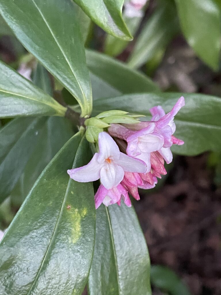 小小的花兒，路過時，若是沒用心觀察，就會被忽視。6