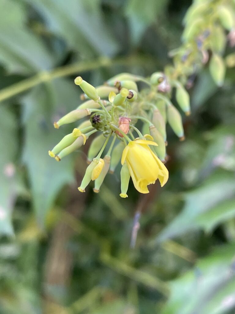 小小的花兒，路過時，若是沒用心觀察，就會被忽視。2　