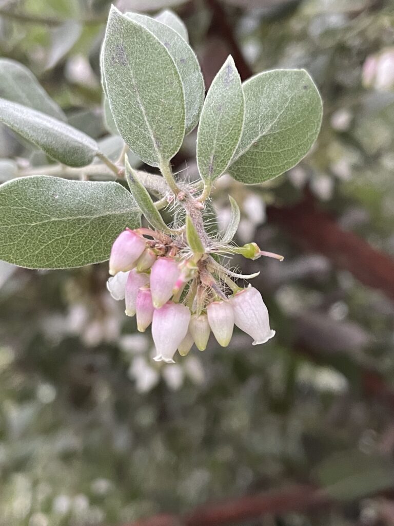 小小的花兒，路過時，若是沒用心觀察，就會被忽視。1　