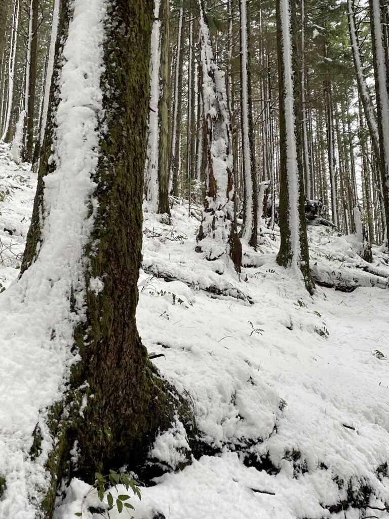 第三個轉彎，飄起了小雪，一片白茫茫的雪景。